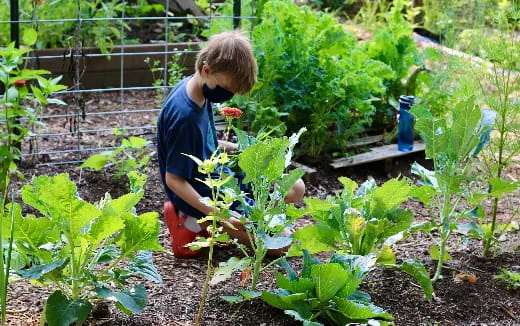 a boy in a garden