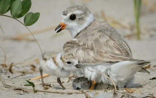 a couple of baby birds