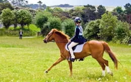 a person riding a horse