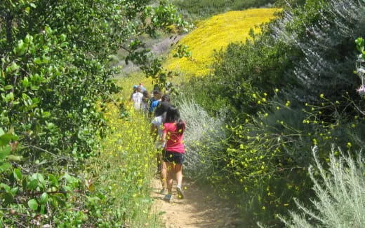 a group of people hiking in a forest