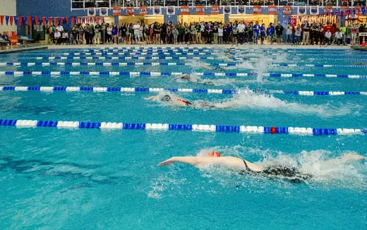a group of dolphins in a pool