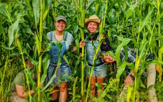a couple of people in a field of corn