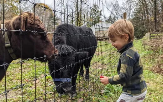 a child feeding a horse