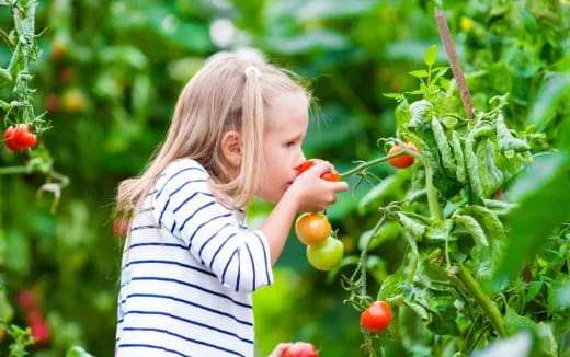 a little girl picking tomatoes