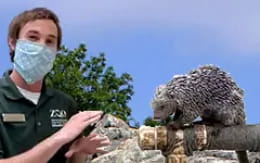 a person wearing a mask and holding a baby ostrich
