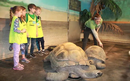 a group of children looking at a turtle