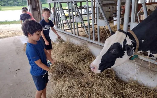 a group of children stand around a cow