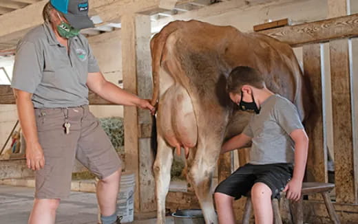 a person feeding a cow