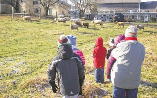 a group of people looking at a herd of sheep