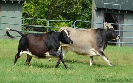 a couple of cows running in a field