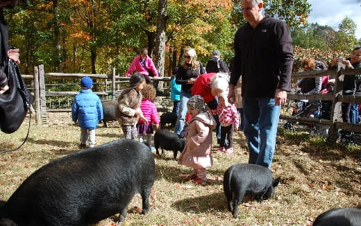 a group of people and some pigs