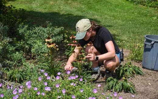 a person kneeling in a field of flowers