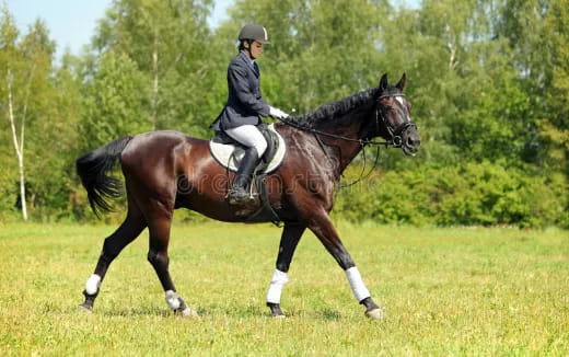 a person riding a horse