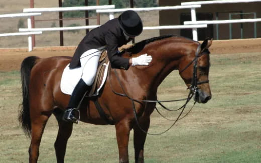 a person riding a horse