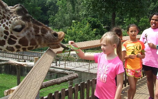 a giraffe licking a girl