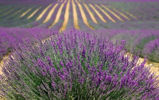 a field of purple flowers
