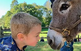 a child kissing a camel