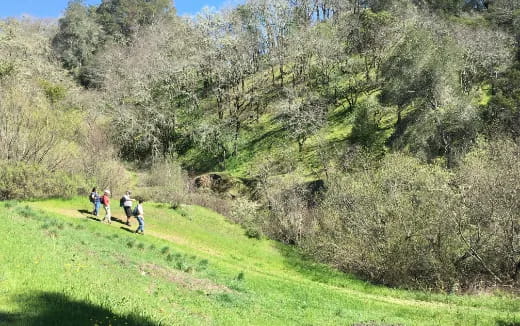 a group of people walking on a trail in a forest