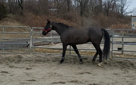 a horse in a fenced in area
