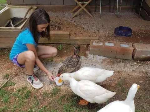 a girl feeding a group of ducks