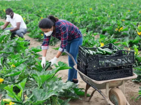 a person pushing a wheelbarrow full of vegetables