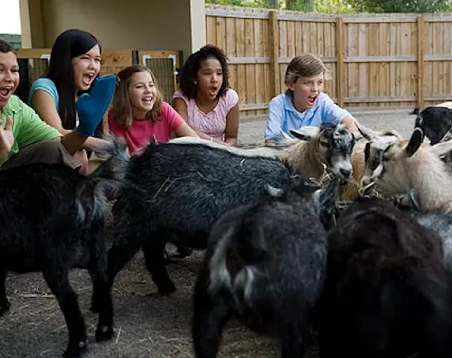 a group of kids with a group of goats