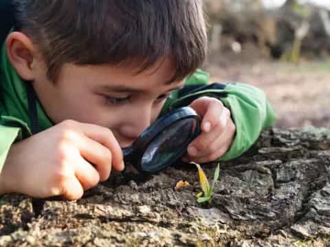 a young boy looking at a seedling in a tree
