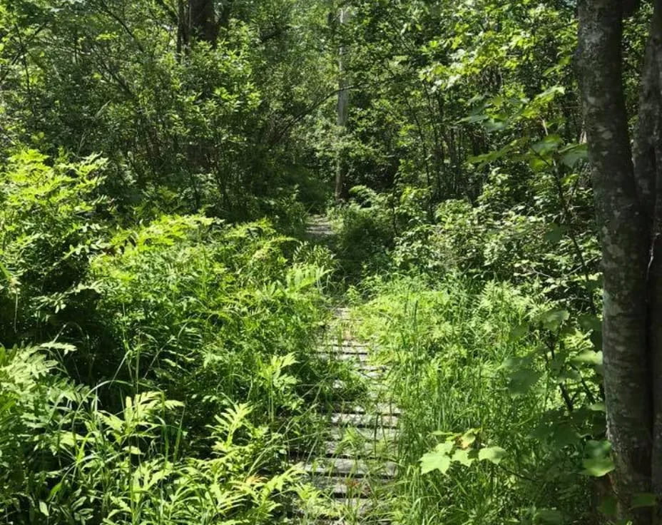 a path through a forest