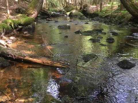 a stream in a forest