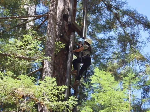 a person climbing a tree