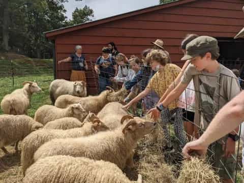 a group of people petting a sheep