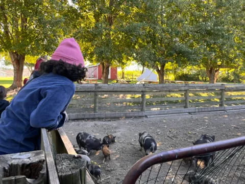 a person with a hat looking at a group of dogs