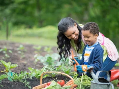 a person and a child planting tomatoes