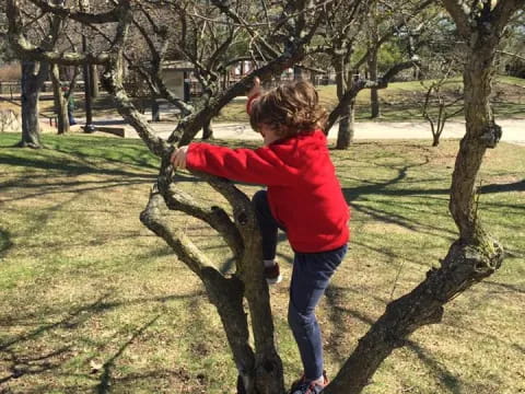 a girl climbing a tree