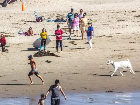 a dog and a group of people at the beach