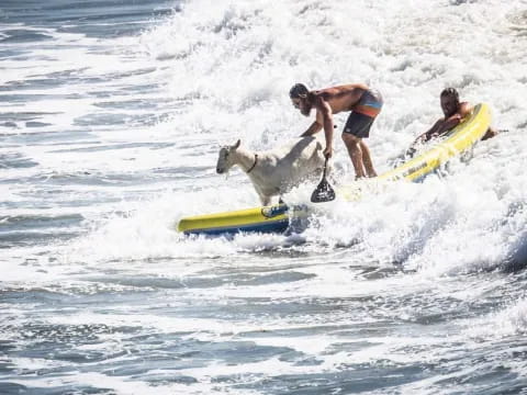 a dog and a person surfing