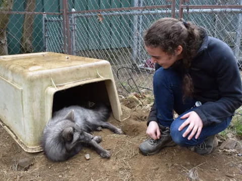 a child petting a rabbit