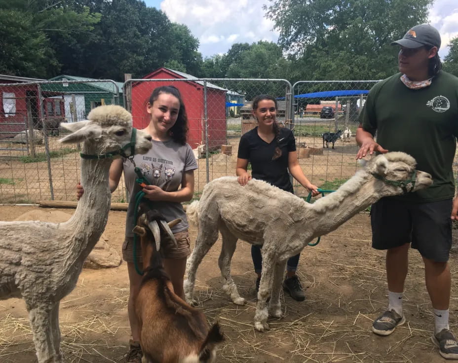 a group of people with llamas