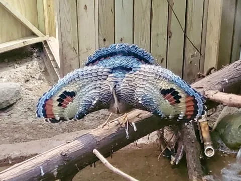 a blue and black snake on a log