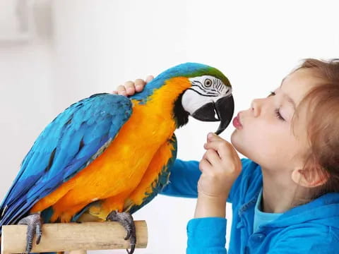 a child kissing a parrot