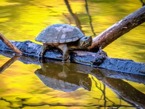 a turtle on a log in the water