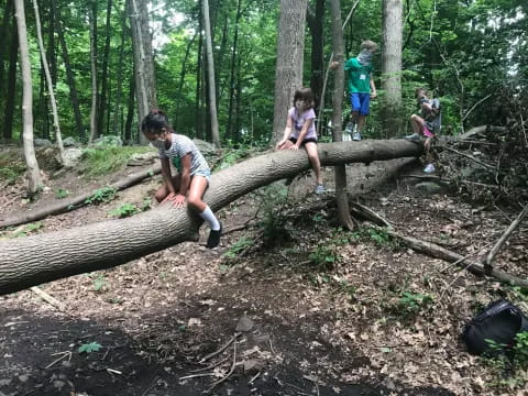 a group of people climbing a tree