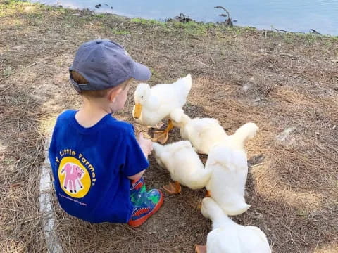 a child looking at a group of white chickens