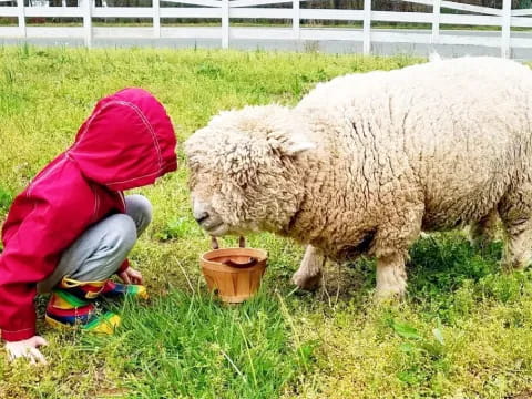a kid and a sheep in a fenced in area