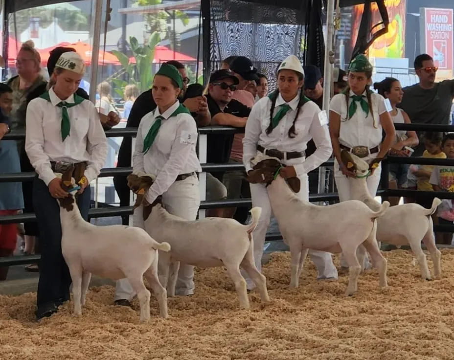 a group of people with sheep