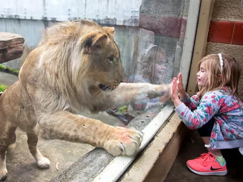 a lion licking a girl