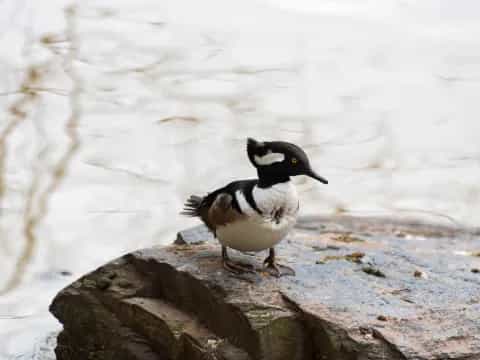a black and white bird on a rock by water