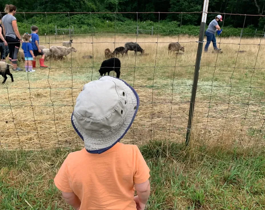 a group of people looking at animals in a cage