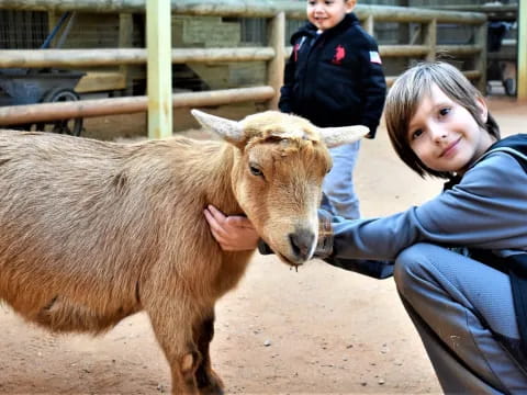 a person petting a goat