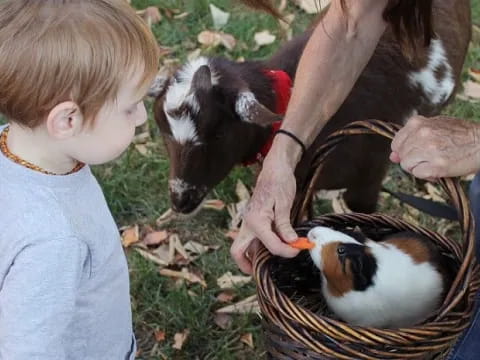 a child feeding a goat